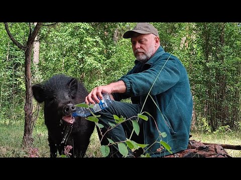 Я не мог подумать | Преданность человеку за спасение | Строю лесной дом.