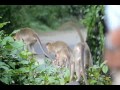 Bhalebare Ghat Falls Video... By - Sudhakar Achar Kamalashile