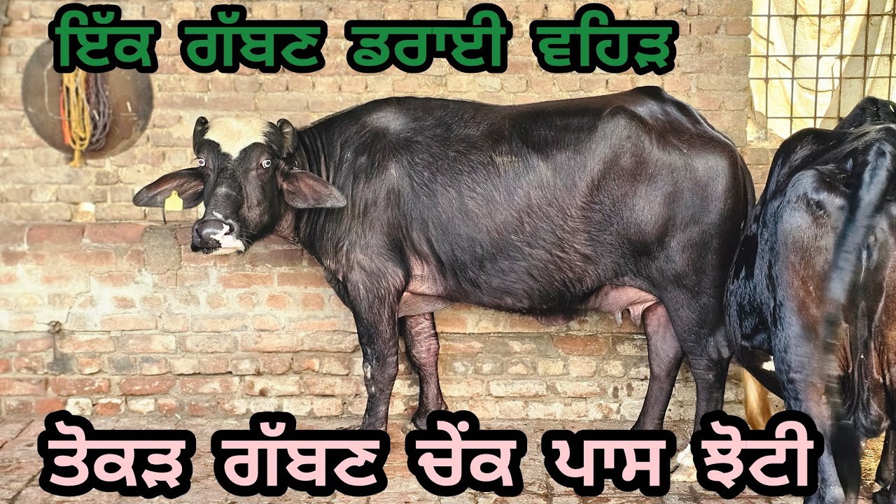 ਘਰੈਲੁ ਪਰਿਵਾਰ ਕੋਲ ਤੋਕੜ ਗੱਬਣ ਚੇਂਕ ਪਾਸ ਝੋਟੀ ਇੱਕ ਗੱਬਣ ਡਰਾਈ ਵਹਿੜ ਮਿਤੀ 10-3-2026