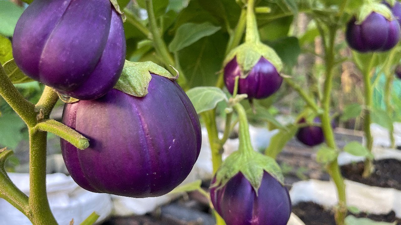 Tips growing round purple EGGPLANT at home YouTube