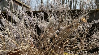 Pruning Lavender That Has Gone Woody