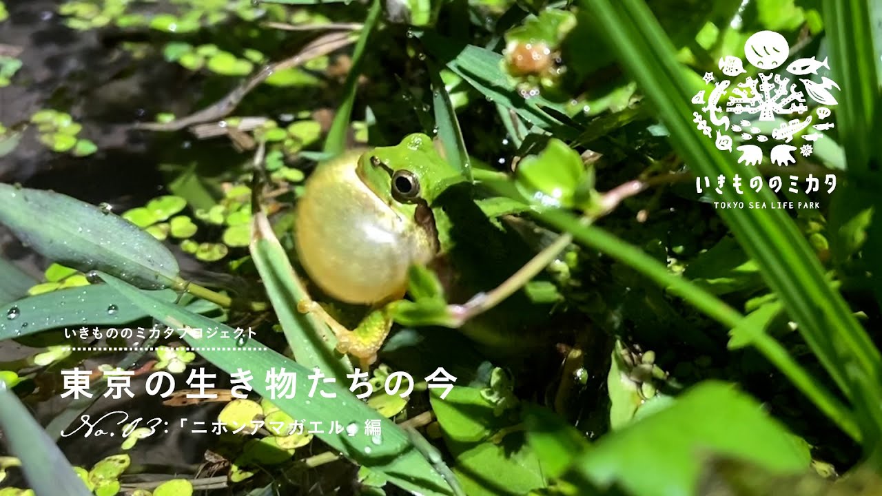 No 03 ニホンアマガエル編 東京の生き物たちの今 Youtube