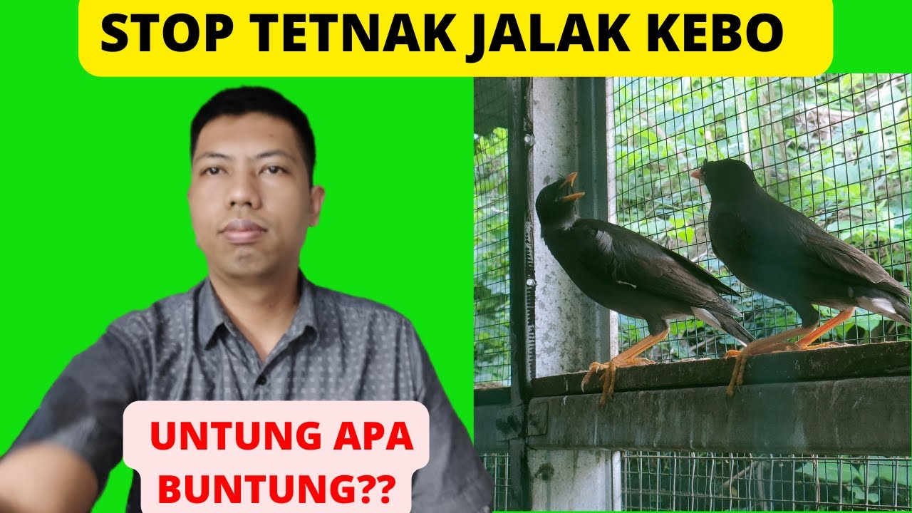 STOP TERNAK JALAK KEBO SEBELUM MENONTON VIDEO INI 