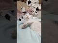 お膝の上でまったり子猫さん達😺 #cat #kitten #gatto #子ネコ #好きな子猫 #エウレカねこ部 #kitty #子猫 #pets #保護猫 #animals #猫のいる暮らし