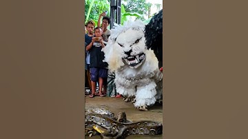 Can macanan kadhuk vs ular piton
