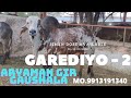 GIR BULL GAREDIYO 2 | SIMEN DOSE AVAILABLE | ARYAMAN GIR GAUSHALA | MO.9913191340