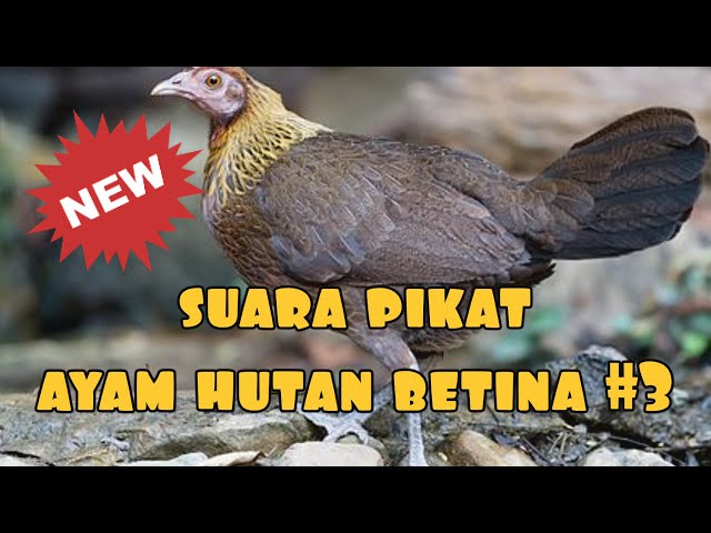 ✅ SUARA PEMIKAT TERBAIK AYAM HUTAN BETINA || MUDAH DAN CEPAT BERHASIL class=