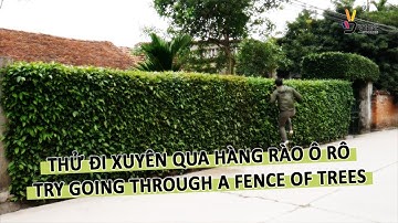 Thử đi xuyên qua hàng rào bằng cây ô rô dày hơn 1 m / Try going through a fence made of trees