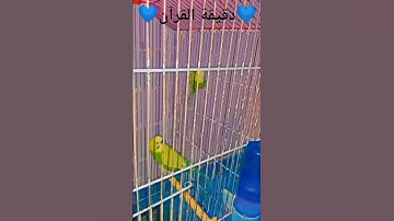 سورة الإنسان الآية ١٨/٢٢.#محمد_اللحيدان #قرآن #قران_كريم #قران #تلاوة_خاشعة #تلاوات #تلاوة #اكسبلور