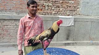 raju ustad  की मद्रासी high quality नस्ल aseel chicks from delhi