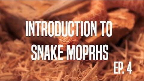 Introduction to Snake Morphs Ep. 4: Recessive Morphs