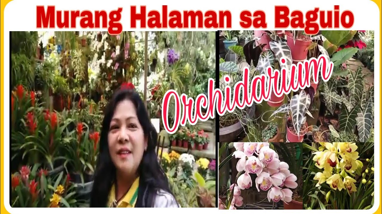 ORCHIDARIUM BAGUIO CITY/omega08