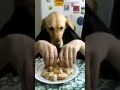 Dog eating like humansshorts