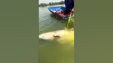 Quăng chài dính cá tra dầu hơn 30kg #hampalangvlog #funny