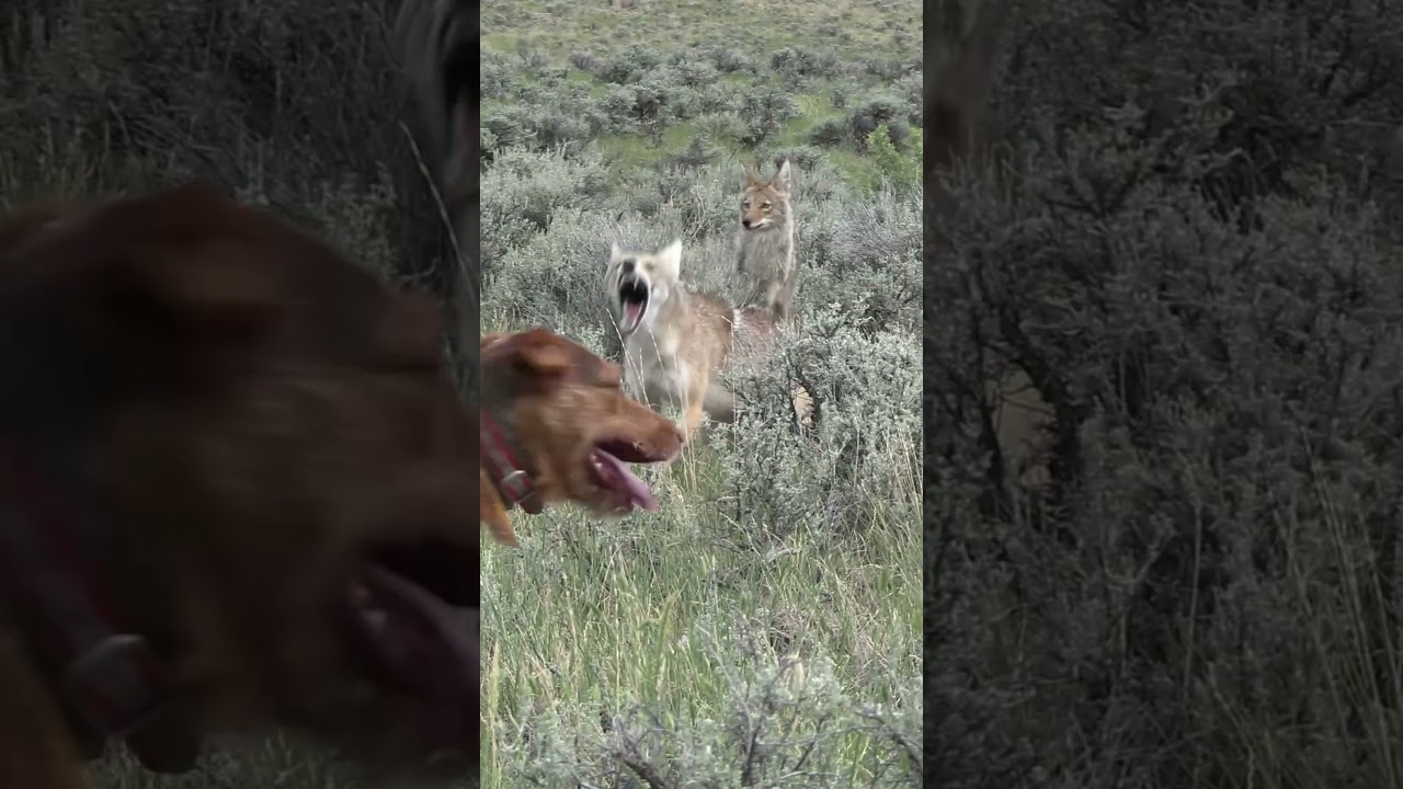 #dog #foxpro #nature #animals #wildlife #hunting