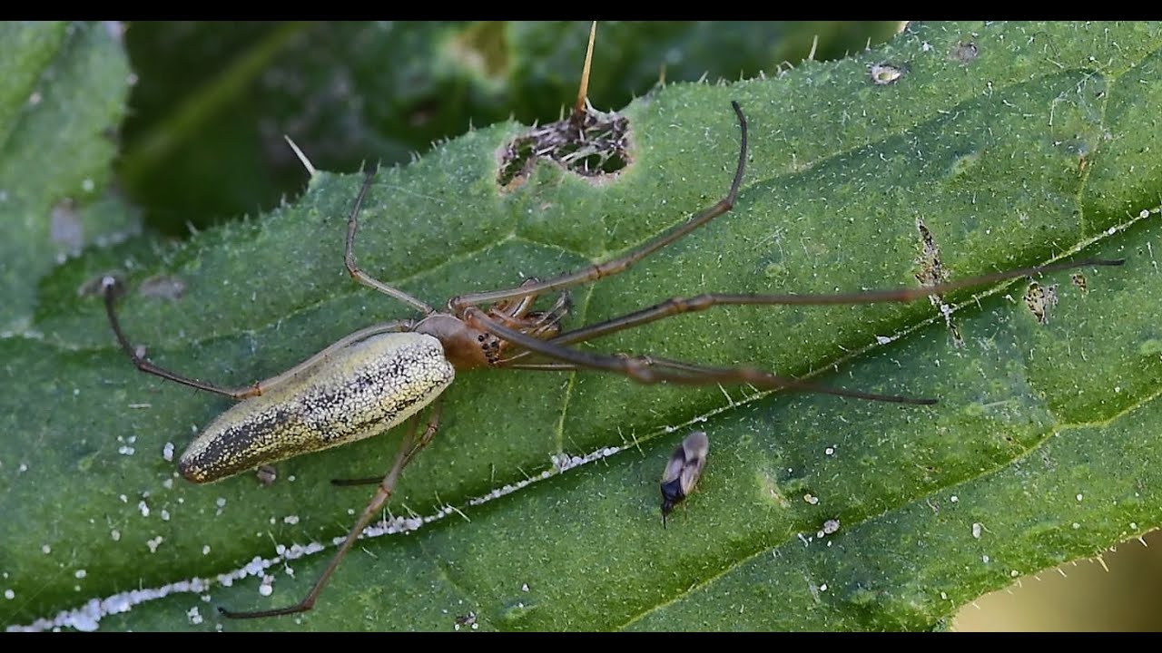 Rietstrekspin Tetragnatha striata