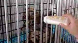 Tailandia - Dando Mamar P Os Bebes