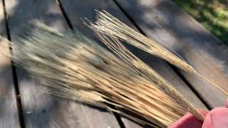 Wheat and Weeds