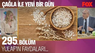 Yulaf'ın faydaları... Çağla ile Yeni Bir Gün 295.  Resimi