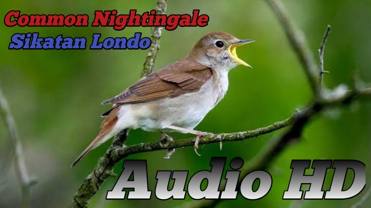 Common Nightingale,sikatan londo relaxing