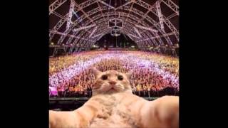 Meow Mix Dj Mco