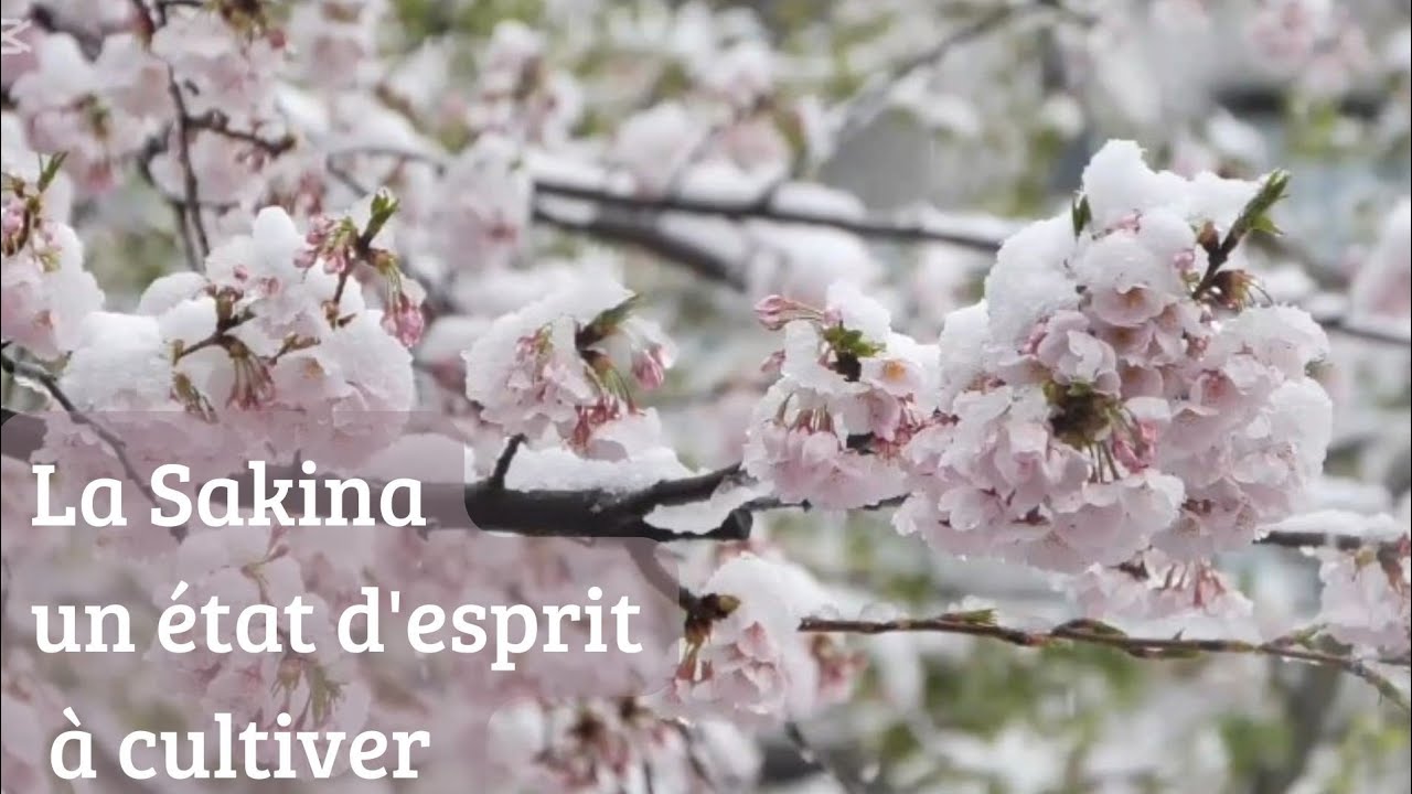 Sakina, un mot ancien, un état d'esprit à cultiver 