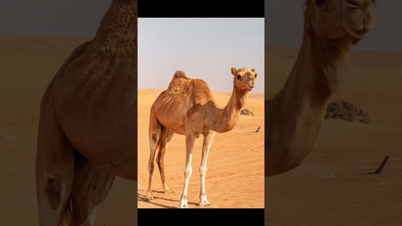 animals mentioned in Quran 