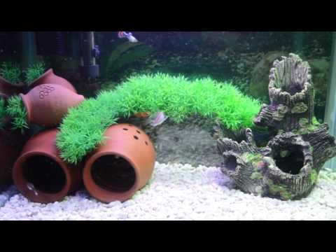 აკვარიუმი