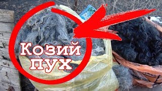 Куда девать козий пух//Вычесывание коз Куда девать козий пух//Вычесывание коз