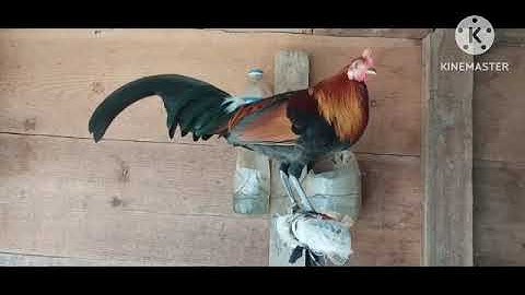 saib me​ nyuam qaib​ qus​ pom 1 zoo nkauj heev 2023-2024