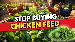 7 Free Plants That Replace Chicken Feed and Grow Forever (Why did They Hide It?!) 9 Free Plants That Replace Chicken Feed And Grow Forever Why Did They Hide It