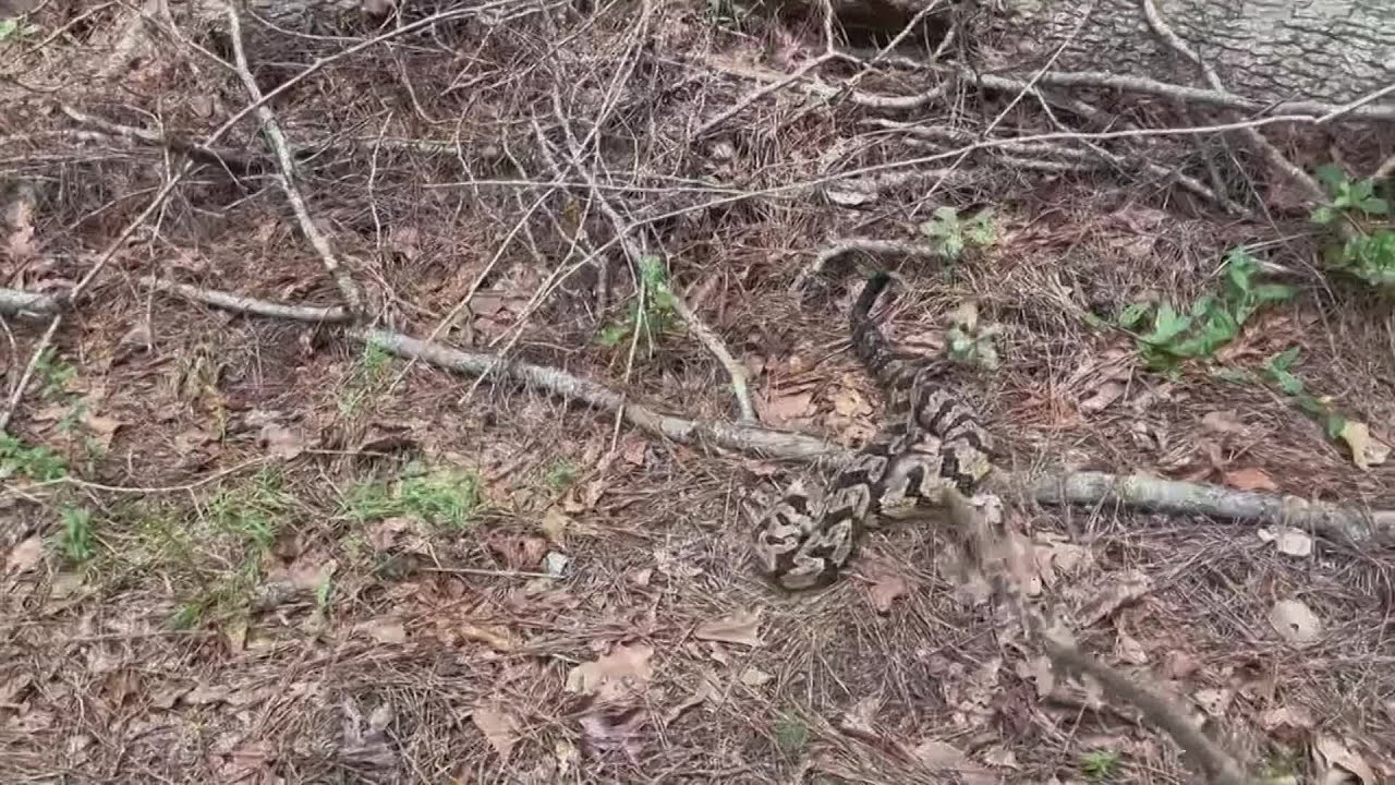Rattlesnake found in surf on Myrtle Beach gets new home YouTube