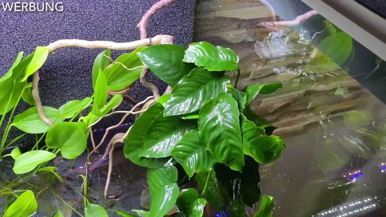 Amazonas to go Pflanzen pflanzen #dennerleplants #südamerika #pflanzen