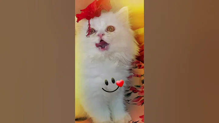 Video 11273911: persian catlover cutecat kittens, persian cat cutecat kitten, persian cats kittens kitty, persian catlover kitten cute