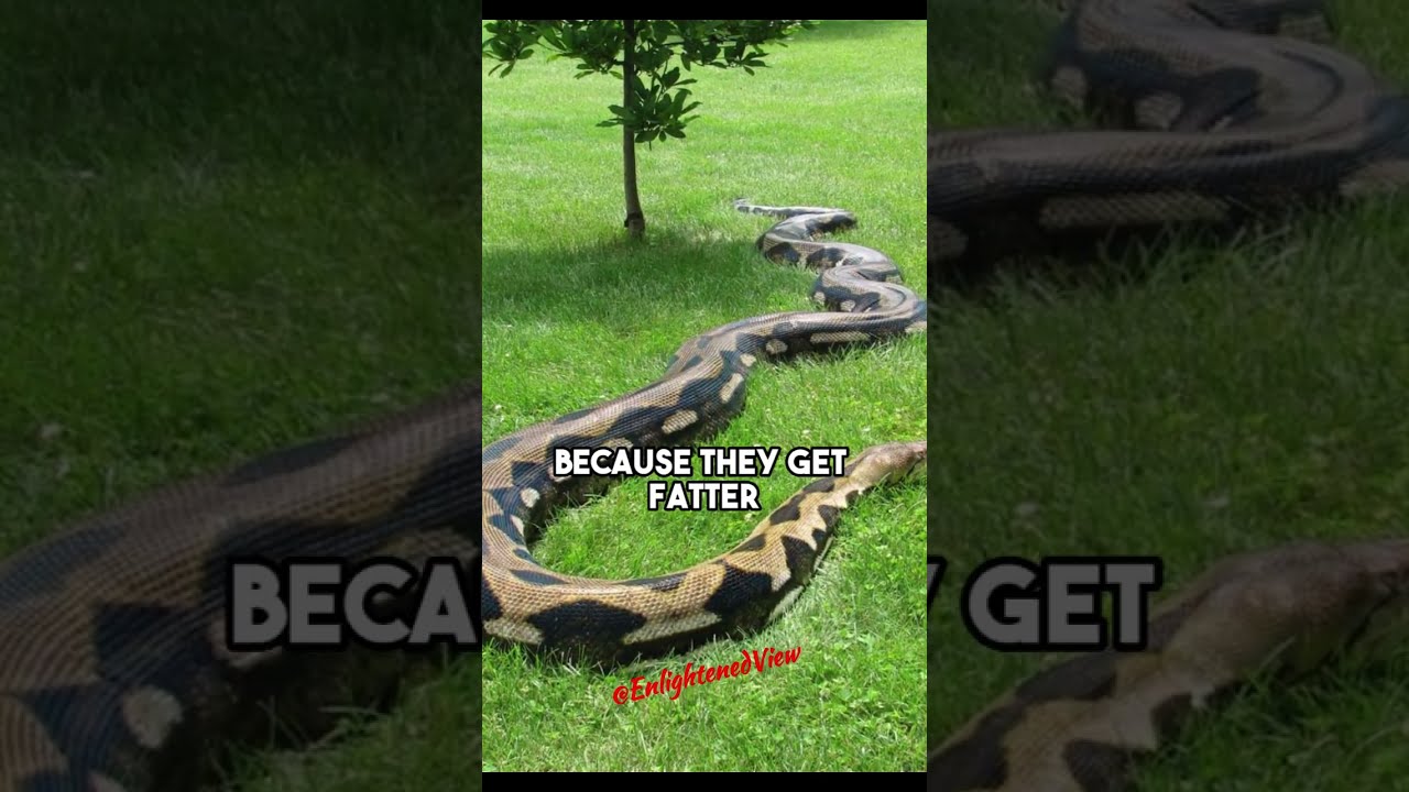 Python Vs Anaconda Who Takes The Title For World S Biggest Snake Forrest Galante On JRE