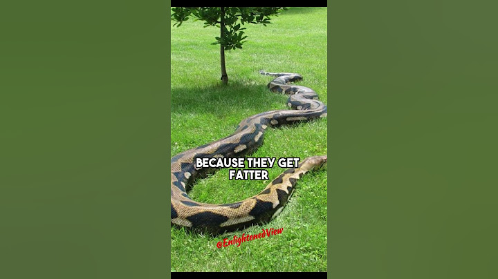 Python vs Anaconda: Who Takes the Title for the World's Biggest Snake? - Forrest Galante on JRE