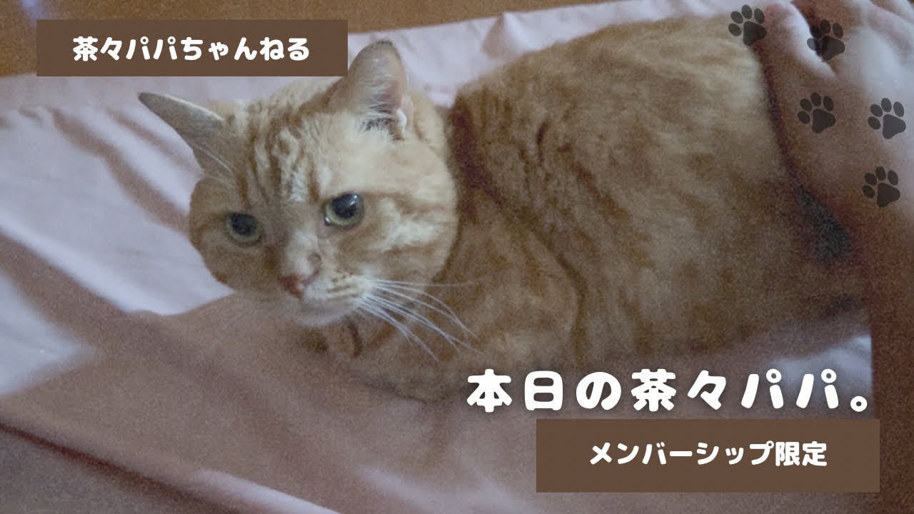 本日の茶々パパ。 - YouTube