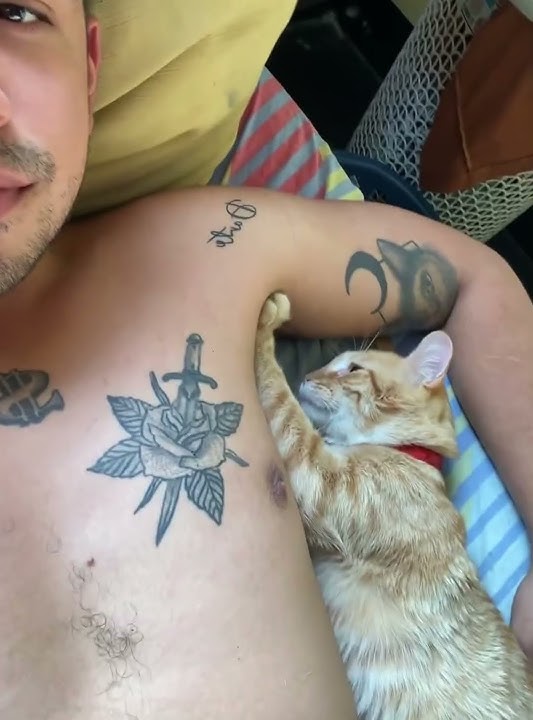 When you own an emotionally unstable cat#cat #funnyvideo #foryou #usa #fyp #cutecat #catlover