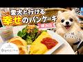 【幸せのパンケーキ 横浜店】お食事パンケーキ(きのこチーズオムレツ)【横浜中華街】横浜朝めしチャンネル【愛犬と行ける 幸せのパンケーキ 】