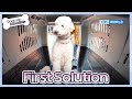 First Solution 🧐 [Dogs are incredible : EP.197-3] | KBS WORLD TV 231212