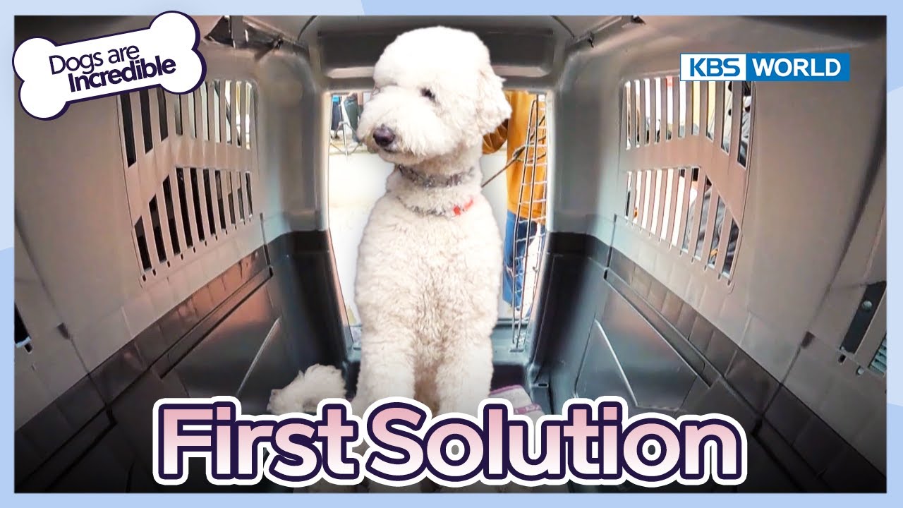 First Solution ???? [Dogs are incredible : EP.197-3] | KBS WORLD TV 231212