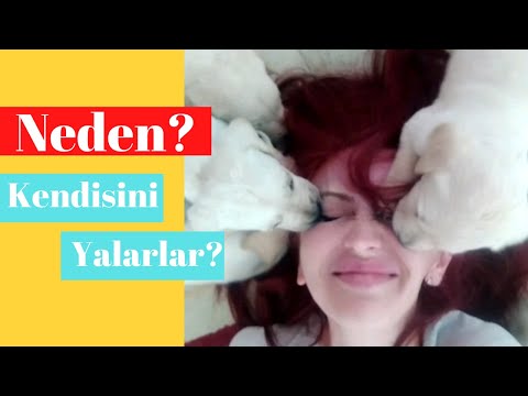 Video: Köpeğin bir güneş yanığı alırsa ne yapmalısın