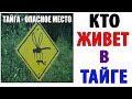 ШОК! КТО ЖИВЕТ В ТАЙГЕ? Угарные мемы