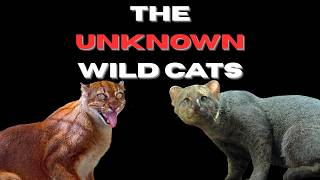 The Wild Cats You've Never Heard Of