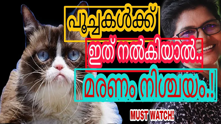 Beware! | Paracetamol Causes Poisoning In Cats | Cats Safety | Nandas Pets&Us | Vanaja Subash