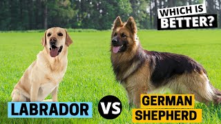 Labrador vs German Shepherd: Which is Better? by Labrador Care 1,647 views 9 months ago 2 minutes, 56 seconds