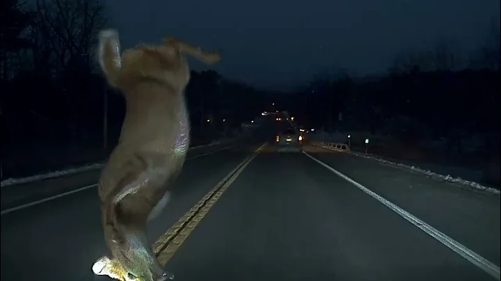 Tesla Model 3 Hits Deer (no damage to the car)