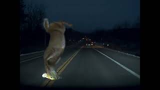 Tesla Model 3 Hits Deer (no damage to the car)