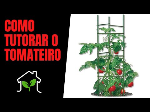 Vídeo: Como Alimentar Tomates Com Uréia? Como Regar Tomates Ao Ar Livre? Como Você Pode Fertilizar Em Uma Estufa? Como Diluir A Uréia Para Alimentação?