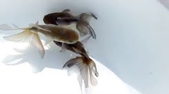 DSCF2915